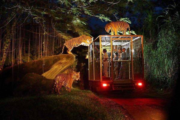 Night At The Bali Zoo