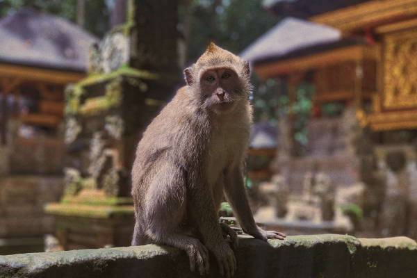Monkey Forest