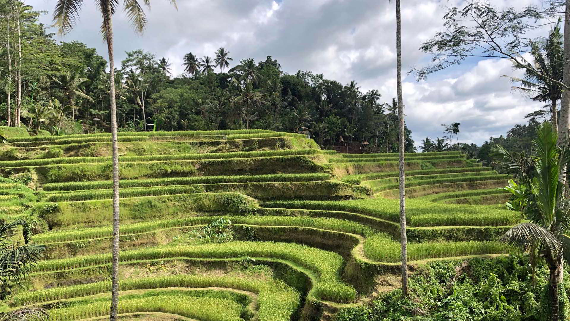 Half Day Ubud And Tanah Lot Tour